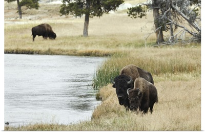 American Bison Along Nez Perce River, Autumn, Yellowstone National Park, Wyoming