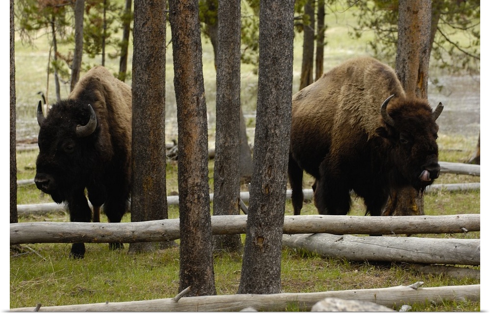 American Bison (Bison bison) Yellowstone National Park, Wyoming. Found in grassland, Aspen parkland, coniferous forests an...