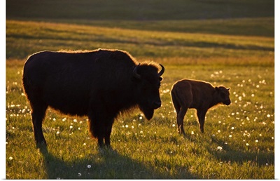 American Bison female and young on prairie at sunset, North Dakota