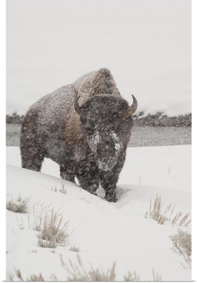 American Bison in snow storm, Yellowstone National Park, Wyoming