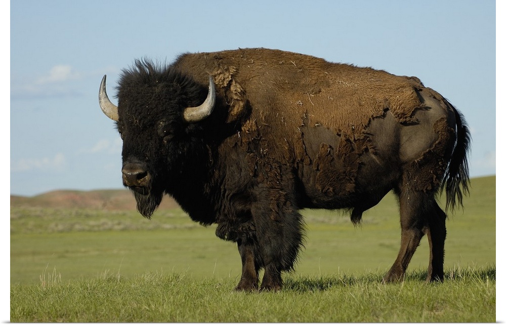American Bison (Bison bison) male, Durham Ranch, Campbell County, Wyoming. Males can weigh up to 2,000 pounds, females up ...