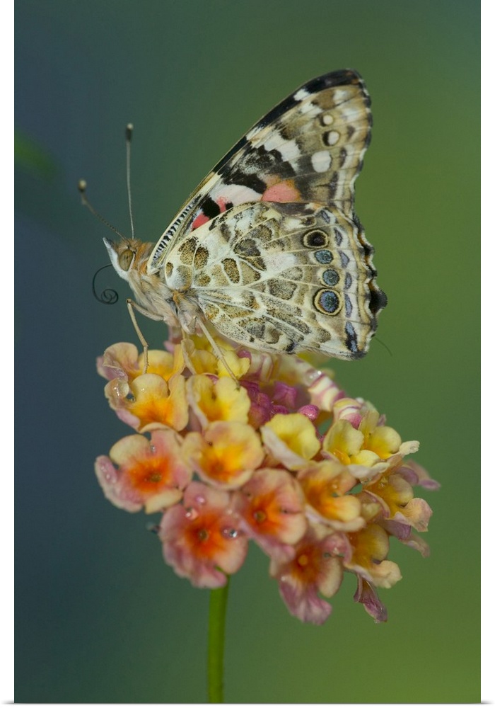 American Painted Lady Butterfly.
