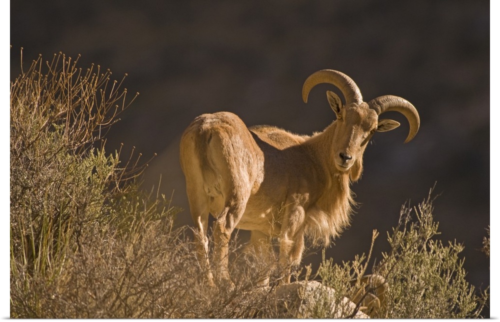 An adult mountain Barbary bighorn sheep (Ammotragus lervia), or aoudad, forages high in the Guadalupe Mountains National P...
