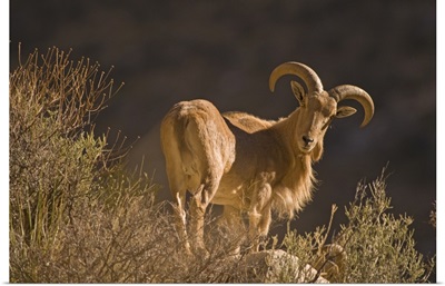 An adult mountain Barbary bighorn sheep forages high in the Guadalupe Mountains.