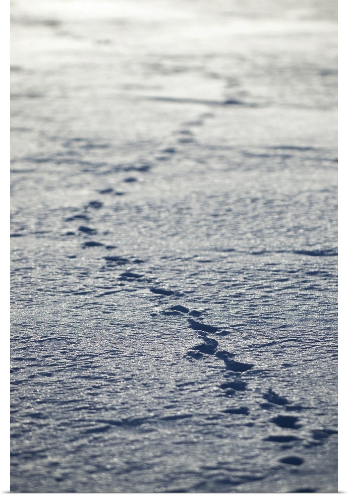 Animal tracks, .Banff National Park, Alberta, Rocky Mountains