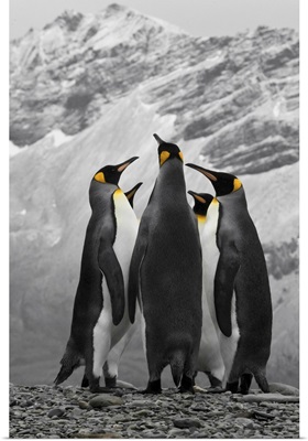 Antarctica, A Conference Of King Penguins