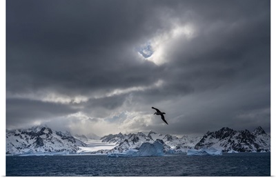 Antarctica, South Georgia Island, Stormy Sunset On Glacier And Flying Bird