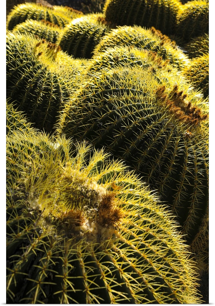 Apache Junction, Arizona, USA, Cactus
