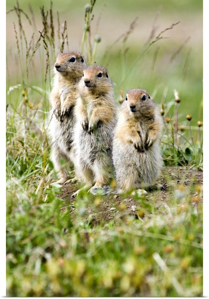 Three juvenile Arctic Ground Squirrels look out for predators. Arctic National Wildlife Refuge, Alaska.