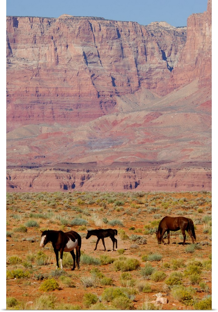 North America, USA, Arizona, Grand Canyon National Park, North Rim. Vermilion Cliffs National Monument. Herd of horses in ...