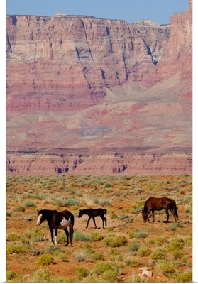 Arizona, Grand Canyon National Park, horses in front of famous red cliffs
