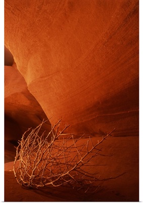Arizona, Page, tumbleweed on ledge in antelope canyon