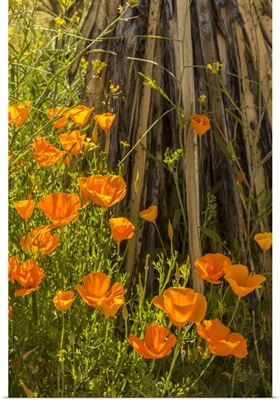 Arizona, Peridot Mesa, California Poppies In Bloom