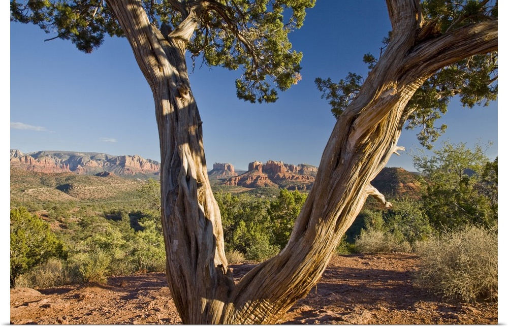 Arizona, Sedona, Red Rock Country, Old Juniper tree, Cathedral Rock in the background.