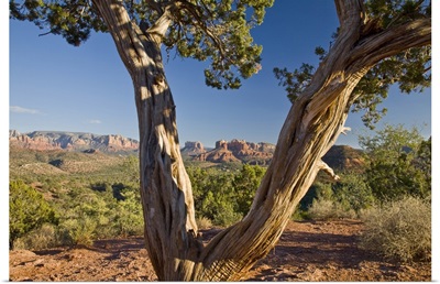 Arizona, Sedona, Red Rock Country, Old Juniper tree, Cathedral Rock
