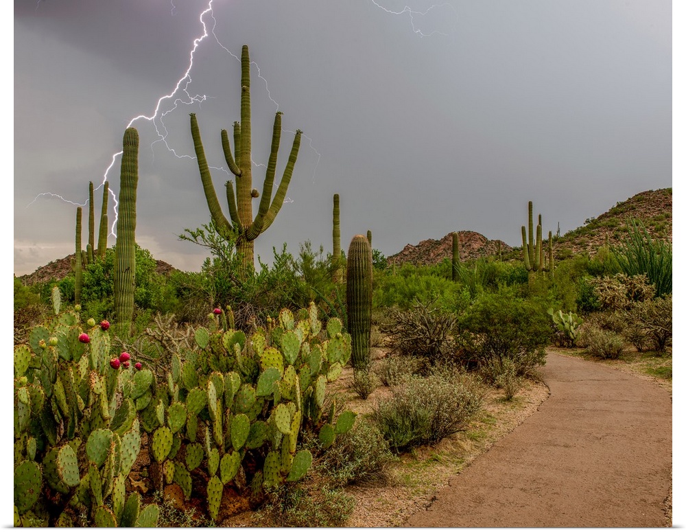 USA, Arizona, Tucson, Saguaro National Park West, Lightning