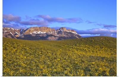 Arrowleaf balsamroot wildflowers and Sawtooth Ridge, Montana
