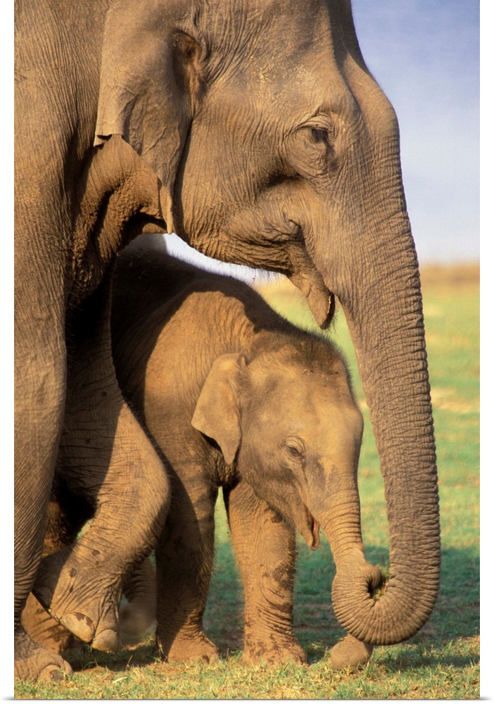 Asia, India, Nargahole National Park. Indian Elephants (Elaphus bengalensis).