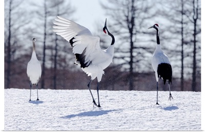 Asia, Japan, Hokkaido, Kushiro, Two Red-Crowned Cranes Practice Their Courtship Dance