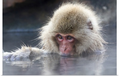 Asia, Japan, Nagano, Portrait Of A Juvenile Snow Monkey Soaking In The Thermal Pool