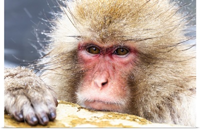 Asia, Japan, Nagano, Snow Monkey Park, Japanese Macaque, Headshot Of A Japanese Macaque