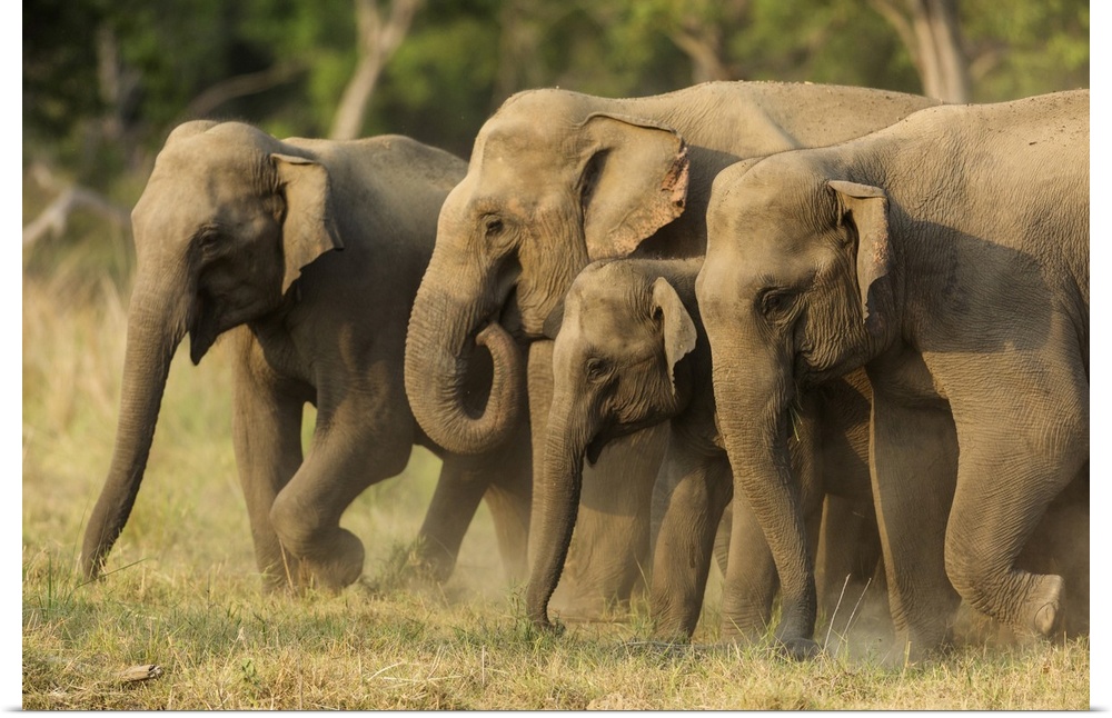 Asian elephants, small herd, Corbett national park, India.