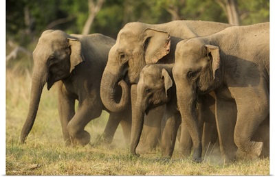 Asian Elephants, Small Herd, Corbett National Park, India