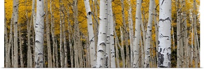 Aspen Tree Trunks And Leaves Blend In This Autumn Image, Rocky Mountains, Colorado, USA