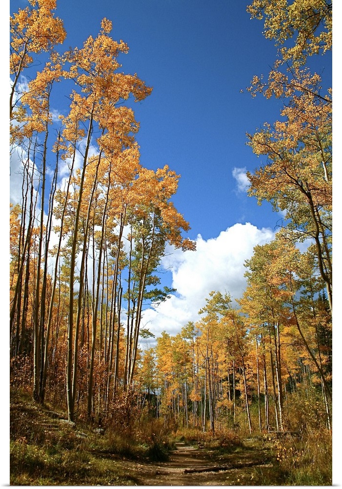 Santa Fe, New Mexico, United States. Aspen trees in the fall near the Santa Fe ski basin.