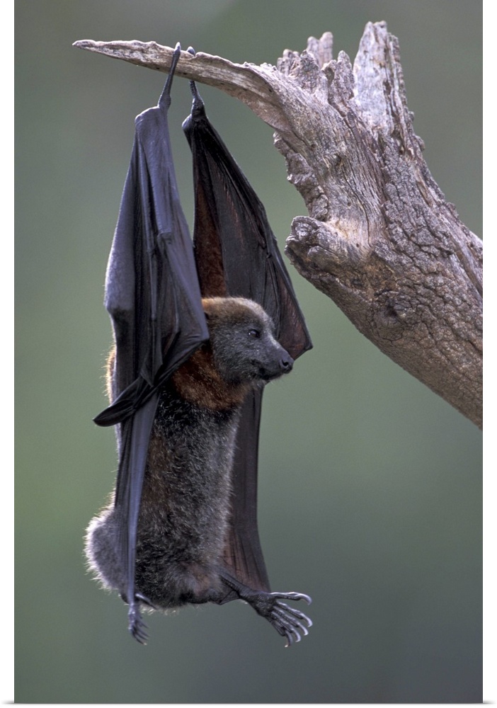 Australia, Queensland, Ipswich.Grey-headed flying fox (Pteropus poliocephalus) hanging on arms to defecate.Note: May not b...
