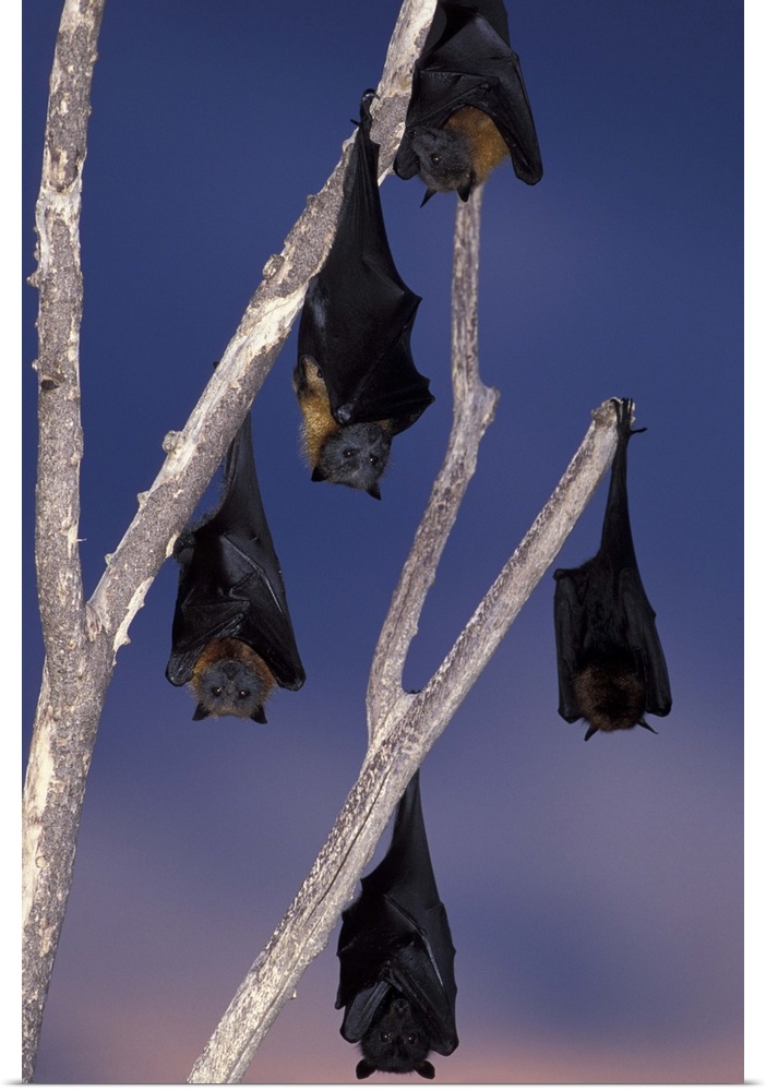 Australia, Queensland, Ipswich.Grey-headed flying foxes (Pterobus poliocephalus) and black flying foxes (Pterobus alecto) ...
