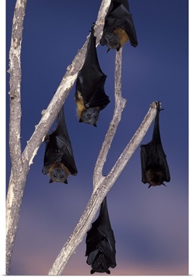 Australia, Queensland, Ipswich Grey-headed flying foxes and black flying foxes
