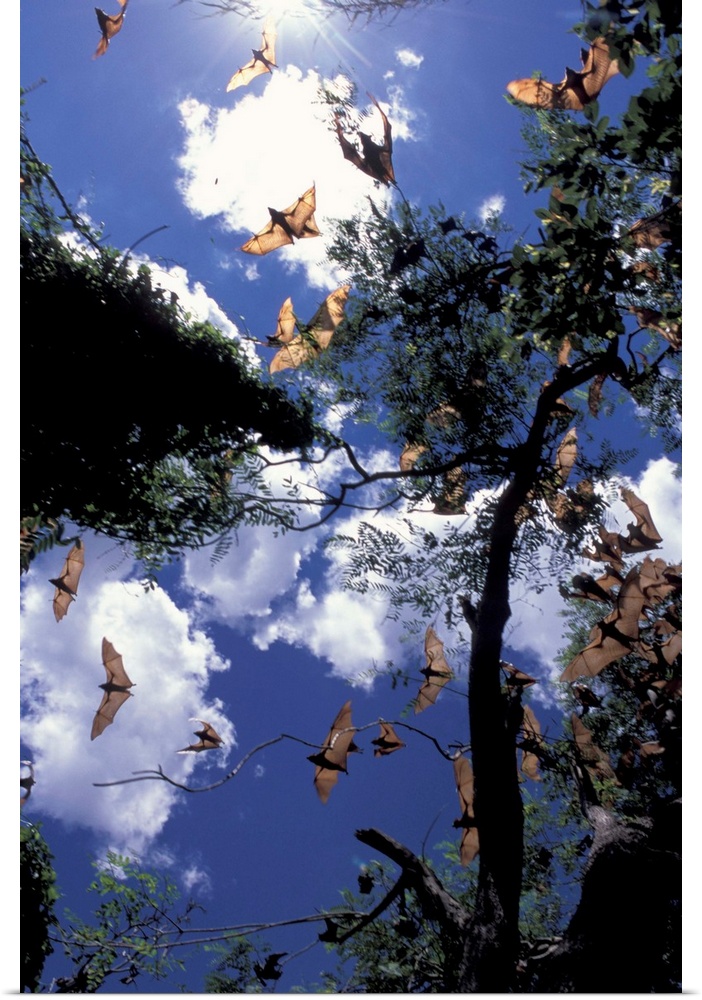 Australia, Queensland, Ipswich.Little red flying foxes (Pterobus scapulatus) in flight, backlit, afternoon.Note: May not b...