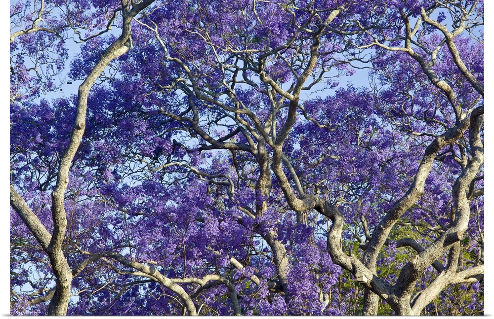 AUSTRALIA, State of Queensland, Brisbane. Blooming Jacaranda Trees in New Farm Park.