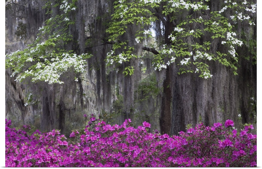 USA, North America, Georgia, Savannah.  Azaleas and dogwood bloomimg in the spring.