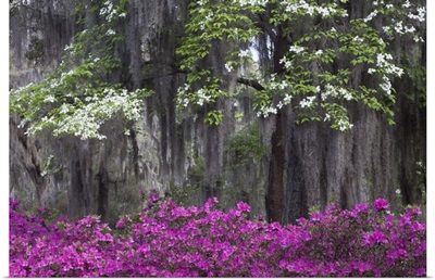 Azaleas and dogwood bloomimg in the spring