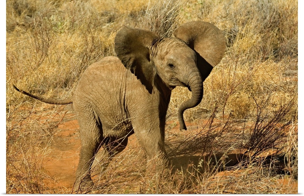 Baby African Elephant, Loxodonta Africana, Samburu Game Reserve, Kenya.