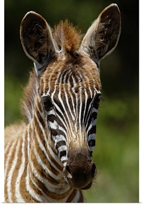 Baby Burchell's Zebra, Equus Burchellii, Lake Nakuru National Park, Kenya