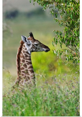Baby Giraffe, Maasai Mara National Reserve, Kenya