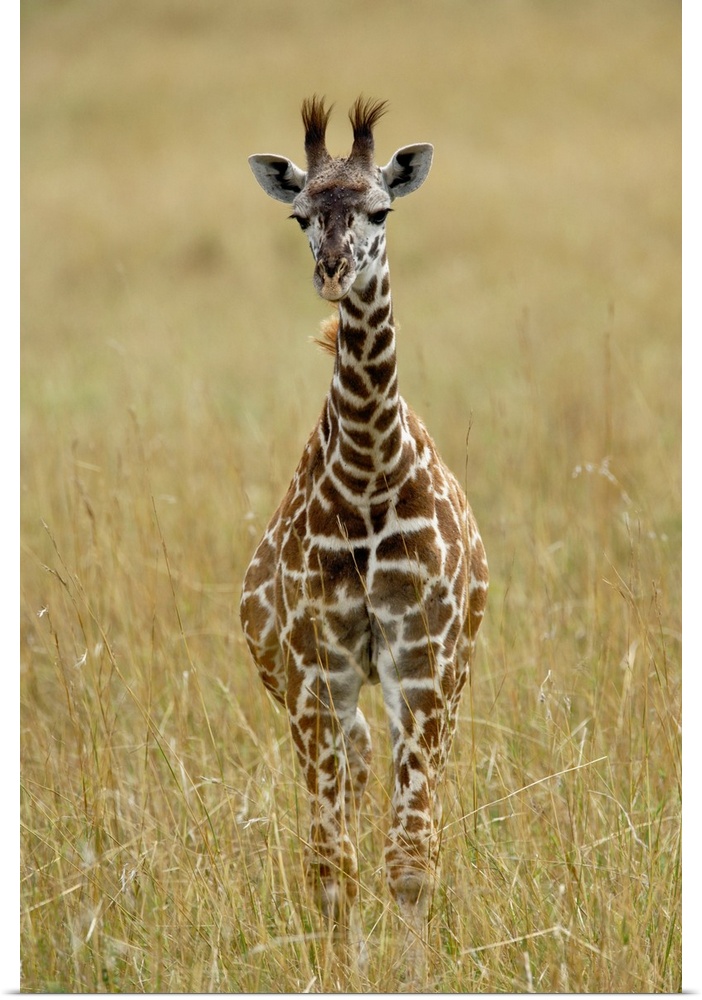 Baby Masai Giraffe, Giraffa camelopardalis tippelskirchi, Masai Mara Game Reserve, Kenya.