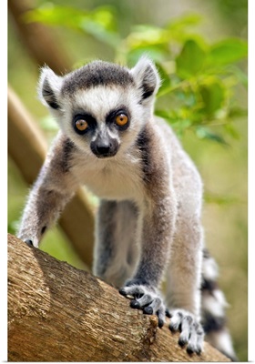 Baby Ring-Tailed Lemur, Anja Private Community Reserve, Ambalavao, Southern Madagascar