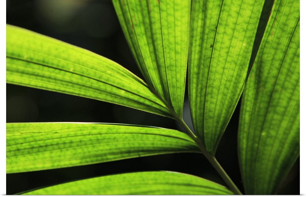 Backlit rainforest plants create abstract pattern, Cairns, Queensland, Australia.