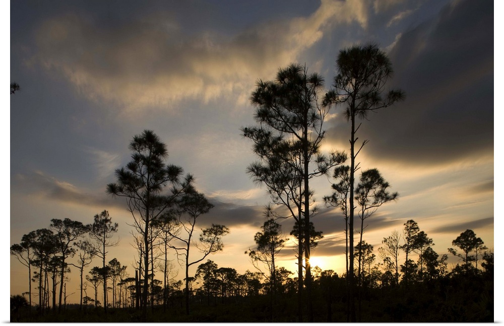 Bahamas, Grand Bahama Island, Lucaya National Park, Setting sun silhouettes Caribbean Pine Trees