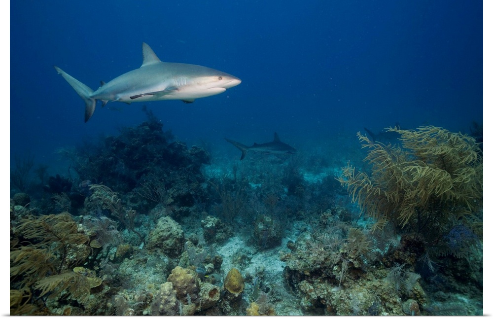 Bahamas, New Providence Island, Caribbean Reef Sharks (Carcharhinus perezi) swimming in Caribbean Sea