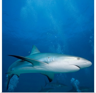 Bahamas, New Providence Island, Caribbean Reef Sharks