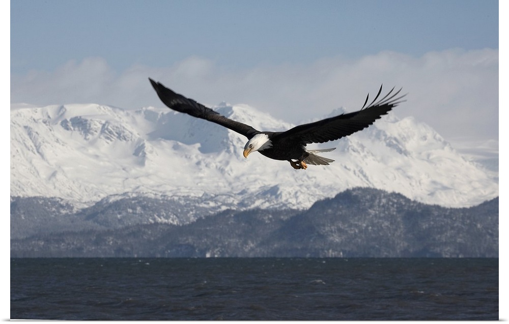 Bald Eagle in Flight.Haliaeetus leucocephalus.Homer Alaska, 2006