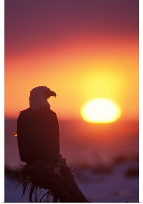 Bald Eagle silhouette at sunset in Katchemack Bay, Alaska