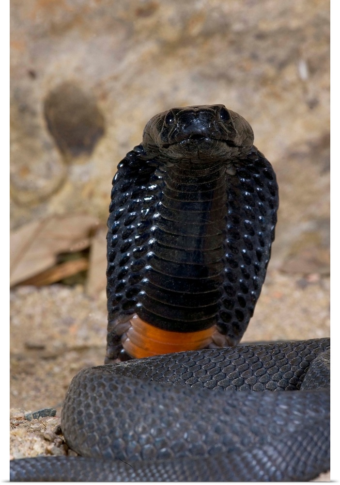 Banded Spitting Cobra.Naja nigricollis.Native to South Africa