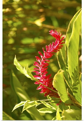 Barbados, Bathsheba, Andromeda Botanic Gardens, Tropical Vegetation