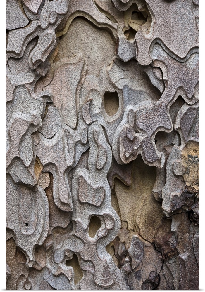 Bark of a Ponderosa Pine tree (Pinus  ponderosa) Yosemite Valley, Yosemite National Park, California.